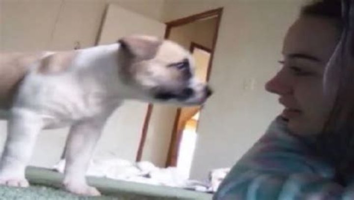 Dog Video Denise Frazier Wiki, Age, Boyfriend, Height & Family